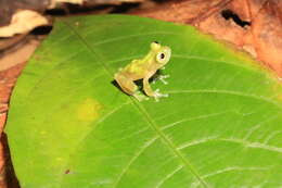 Image of Yuruani Glass Frog