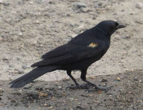 Image of Tawny-shouldered Blackbird