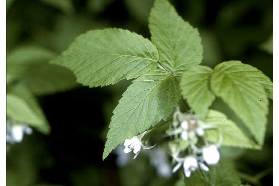 Rubus idaeus (rights holder: "<a href=""http://www.pwrc.usgs.gov/WLI/"">USDA NRCS Wetland Science Institute</a>.")