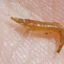 Image of slender Sargassum shrimp