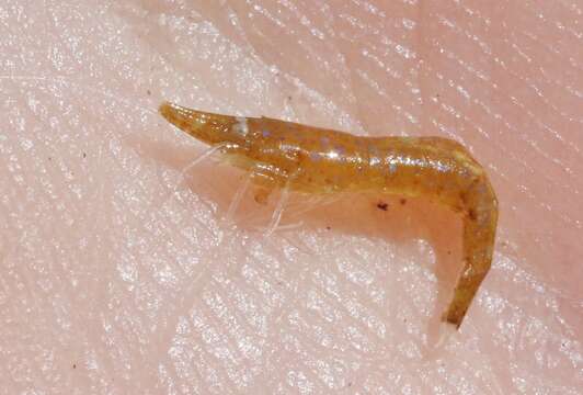 Image of slender Sargassum shrimp