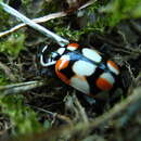 Image de Eriopis chilensis Hofmann 1970