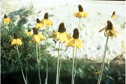 Image of great coneflower