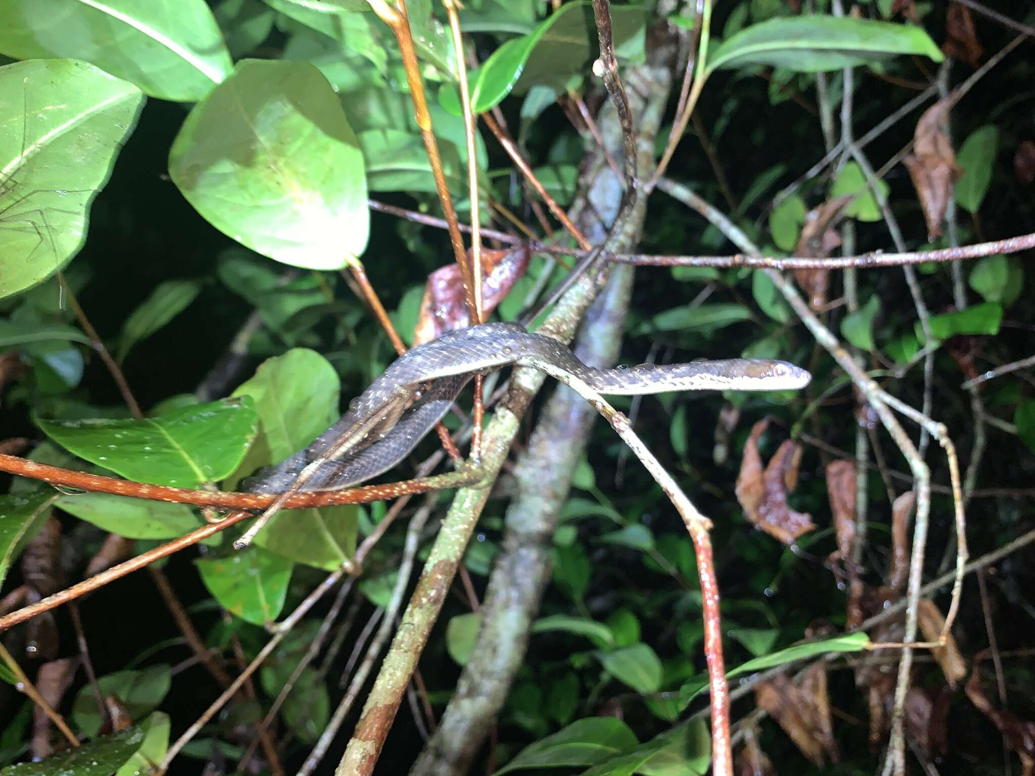 Image of Seychelles Wolf Snake