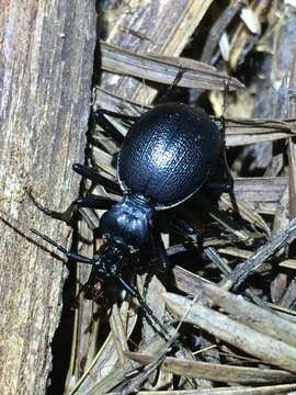 صورة Scaphinotus (Brennus) cristatus (T. W. Harris 1839)