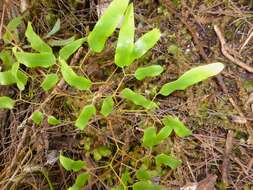 Plancia ëd Lygodium articulatum A. Rich.