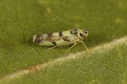 Image of Leafhopper