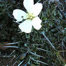 Image of Monsonia crassicaulis (S. E. A. Rehm) F. Albers