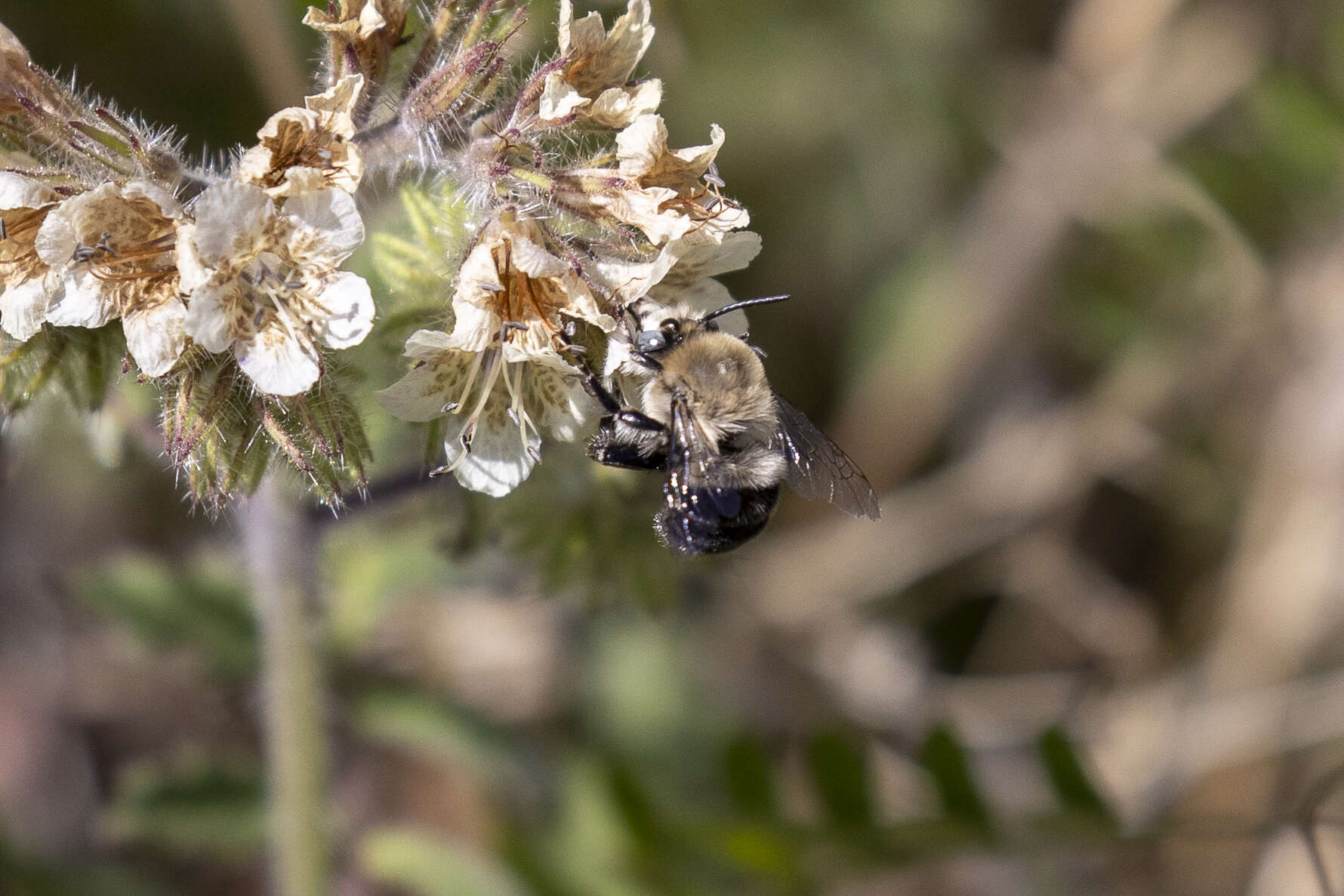 Image of Anthophora phaceliae Brooks 1988