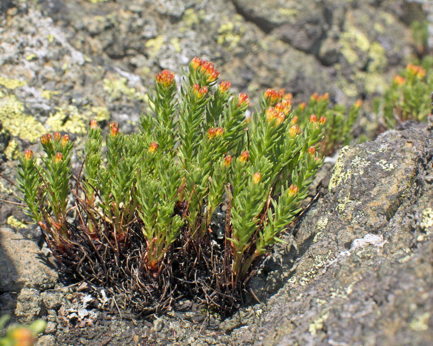 Image of Rhodiola quadrifida (Pallas) Fischer & Meyer