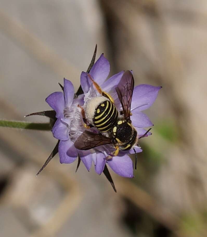 Image of Trachusa grandicornis Kasparek 2020