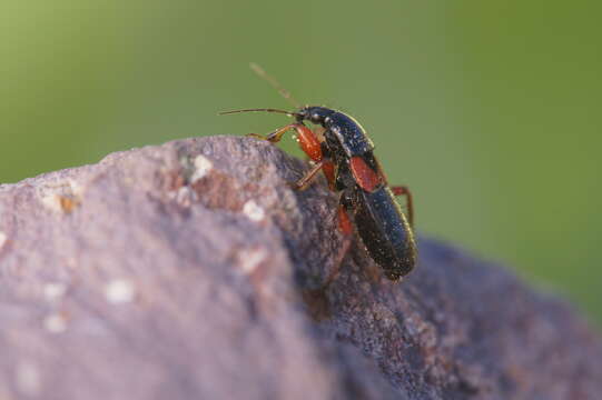 Image of Prostemma guttula guttula