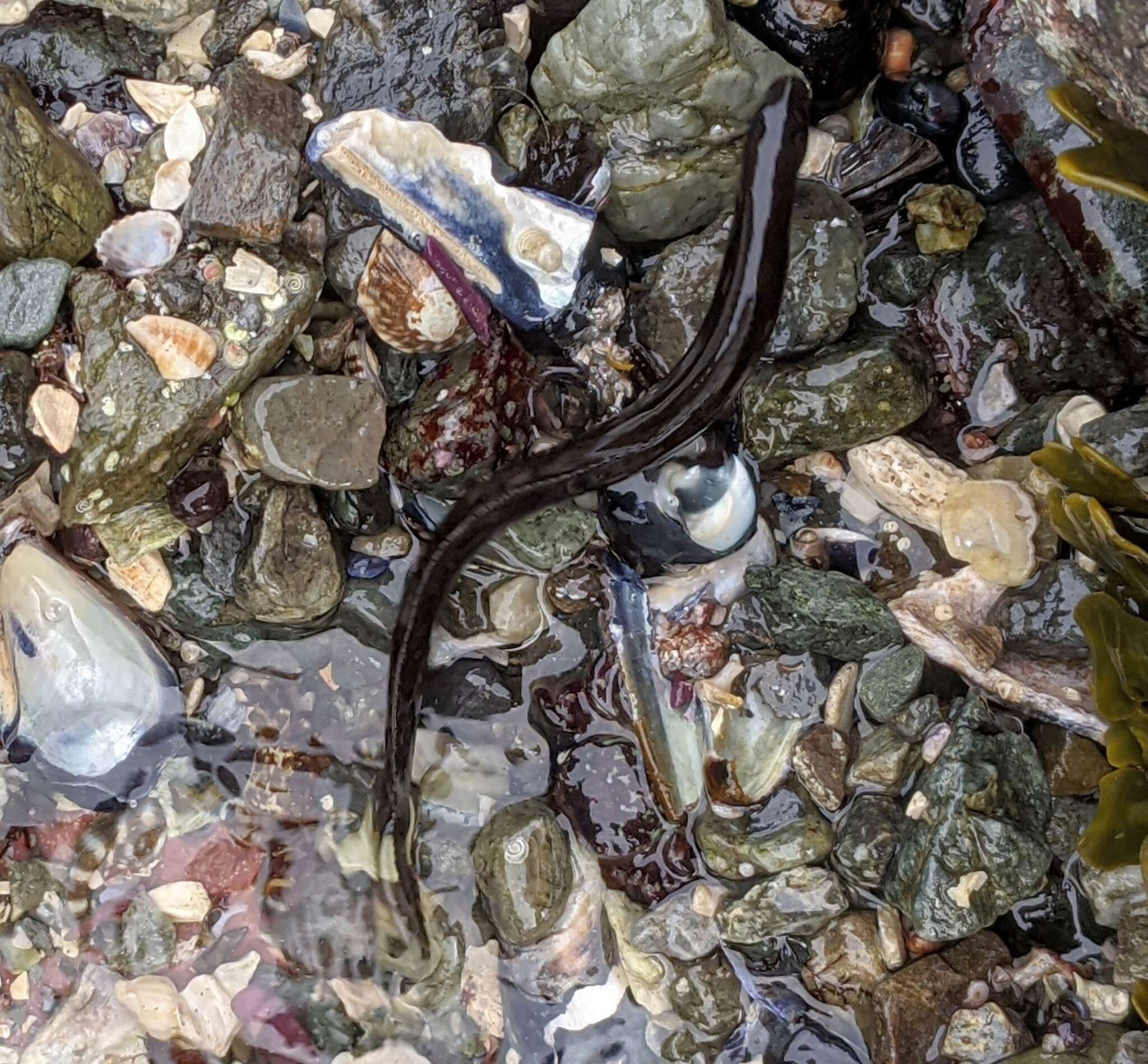 Image of Black blenny