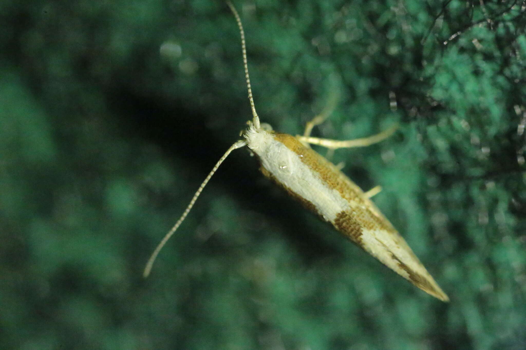 Imagem de Argyresthia pruniella Clerck 1759