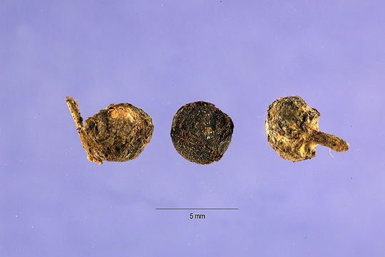 Image of dyer's madder