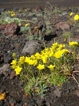 Sivun Saxifraga serpyllifolia Pursh kuva