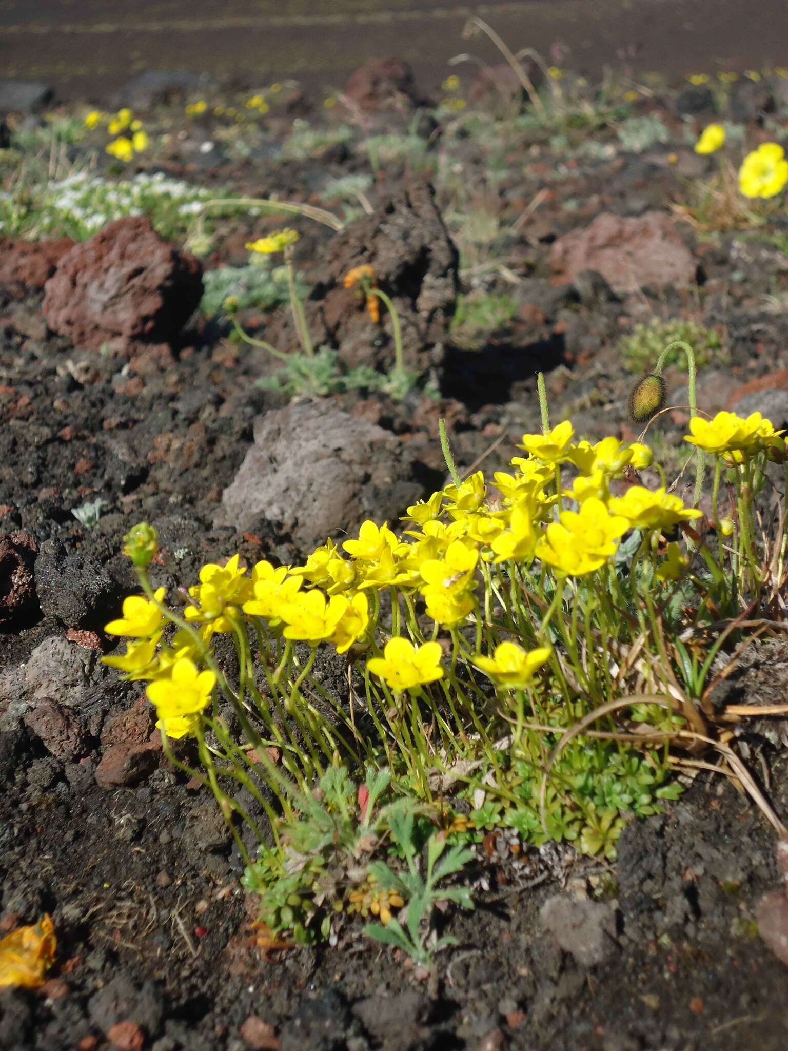 Слика од Saxifraga serpyllifolia Pursh