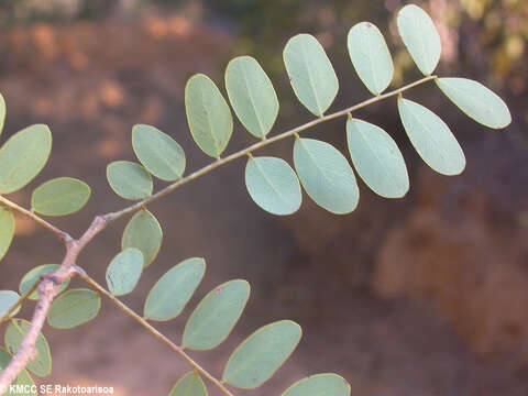 Image of Brandzeia filicifolia Baill.