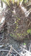 Image of Lomariocycas magellanica (Desv.) Gasper & A. R. Sm.