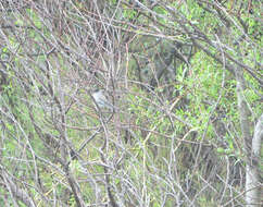 Image of Blackcap