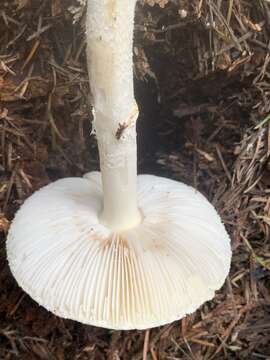 Image of Amanita pantherinoides Murrill 1912