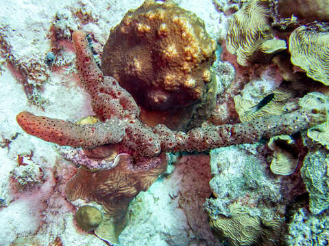 Image of brown tube sponge