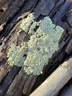 Image of shield lichen