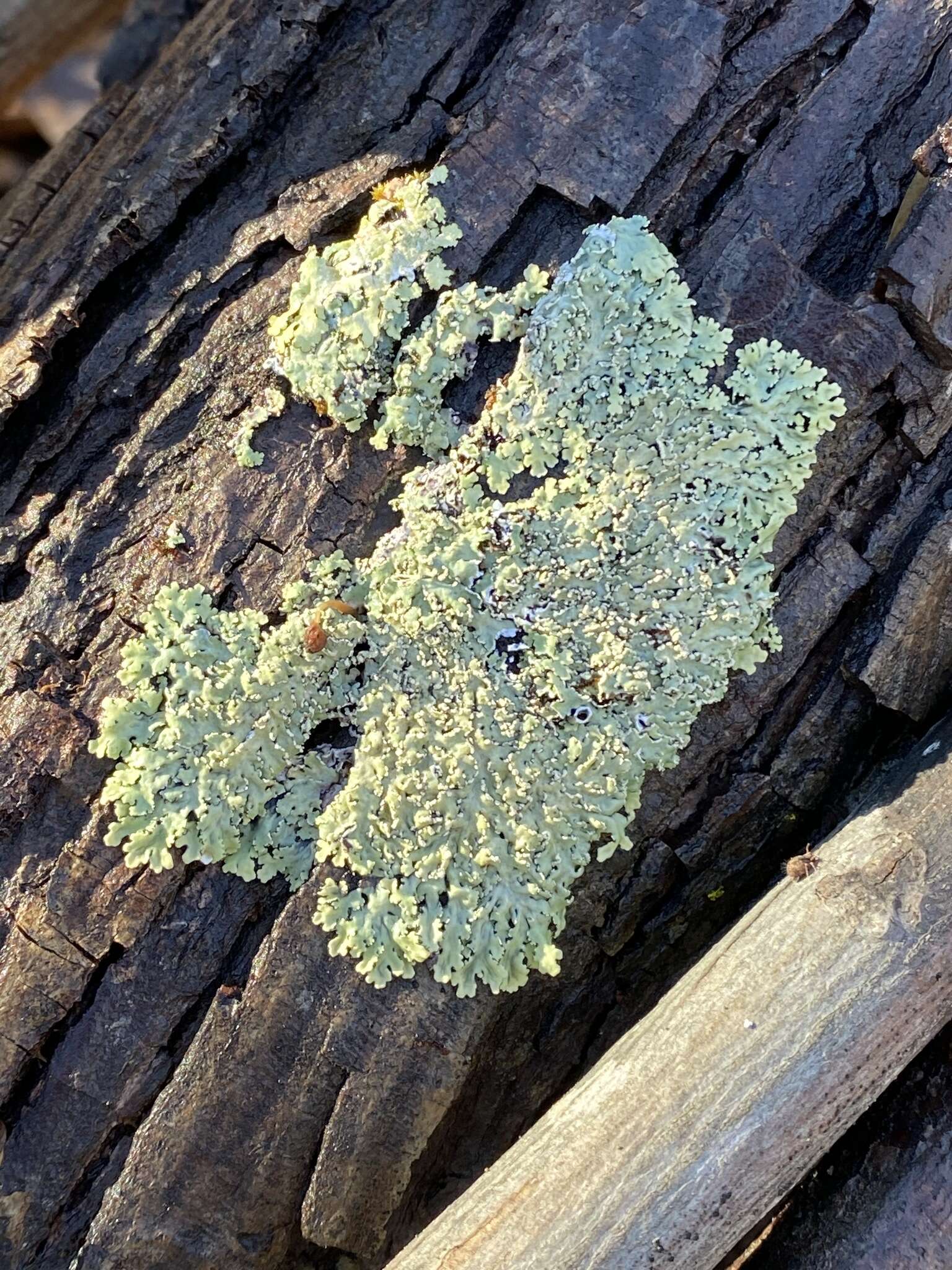 Image of shield lichen