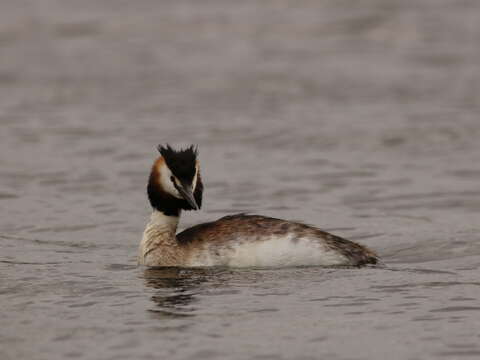 Image of Podiceps Latham 1787