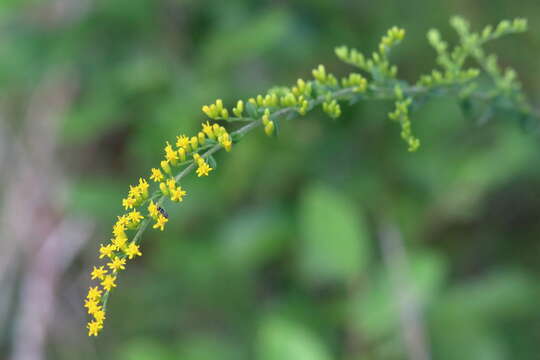 Image of wrinkleleaf goldenrod