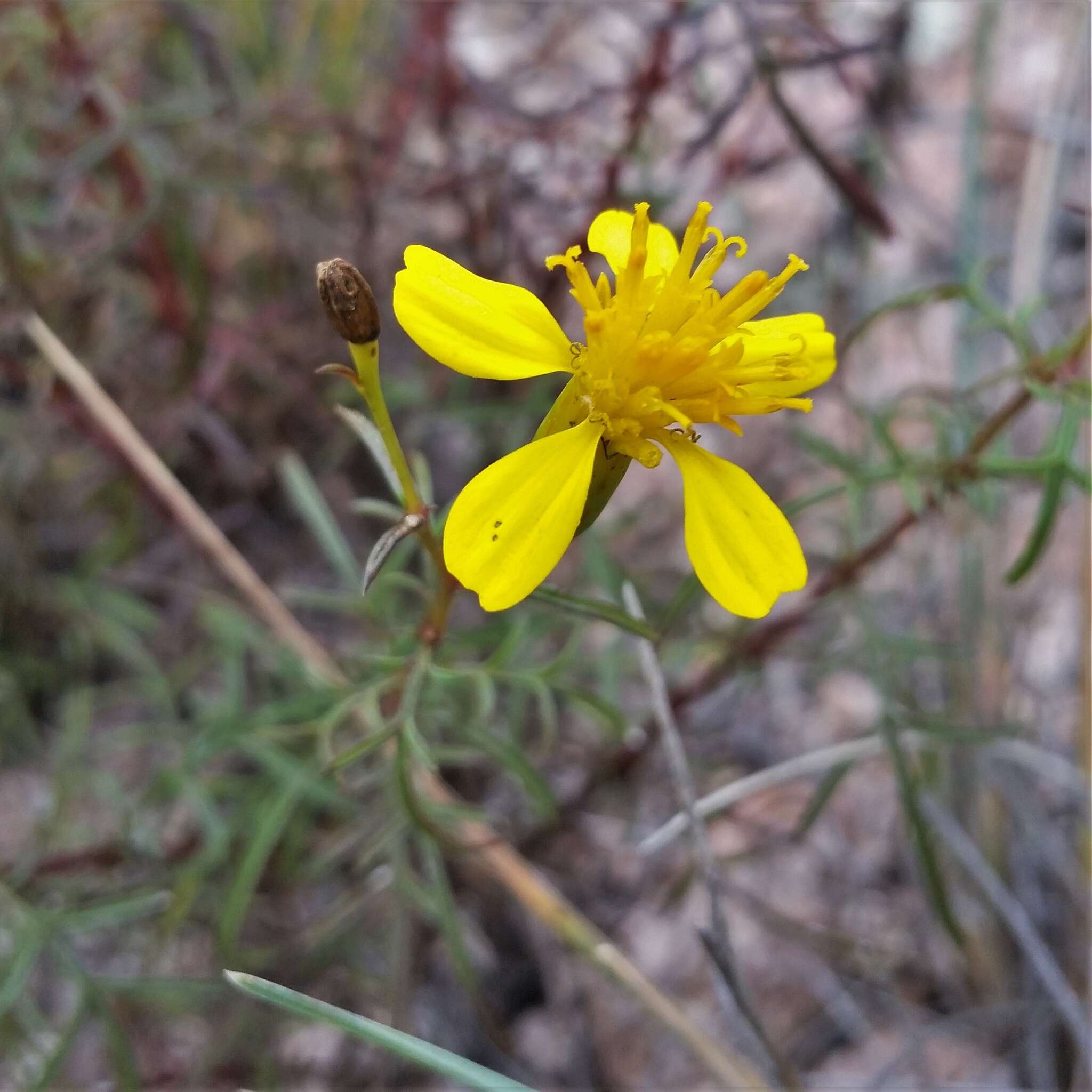 Image of lesser marigold