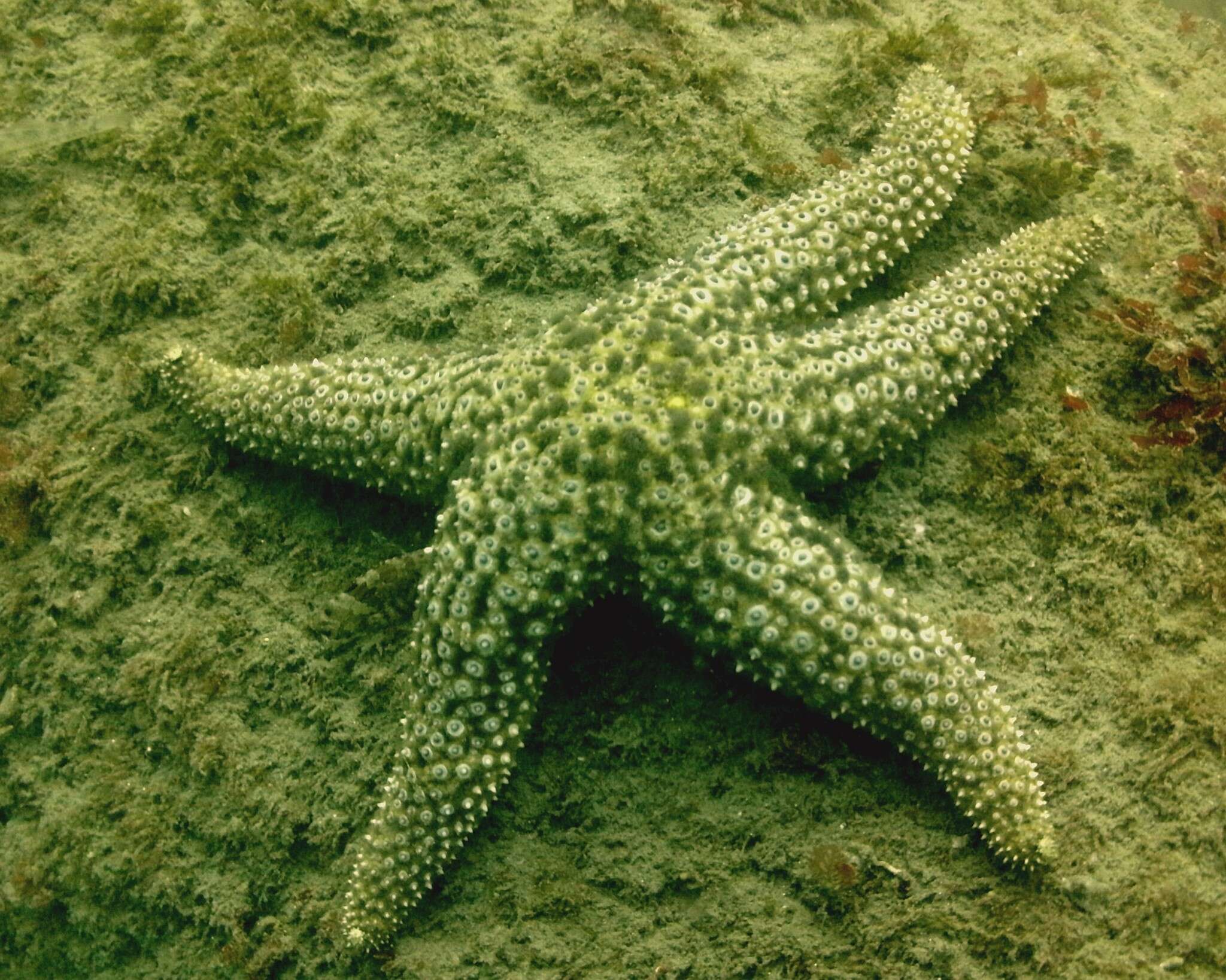 Image of Giant seastar