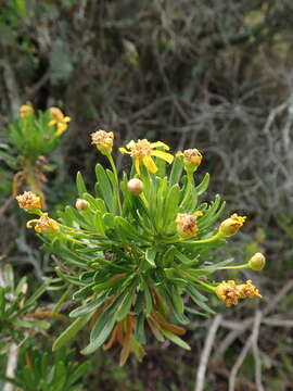 Image de Euryops spathaceus DC.