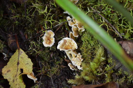 Cantharellus insignis (Cooke) Corner 1966的圖片