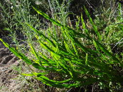 Image of Baccharis crispa Spreng.