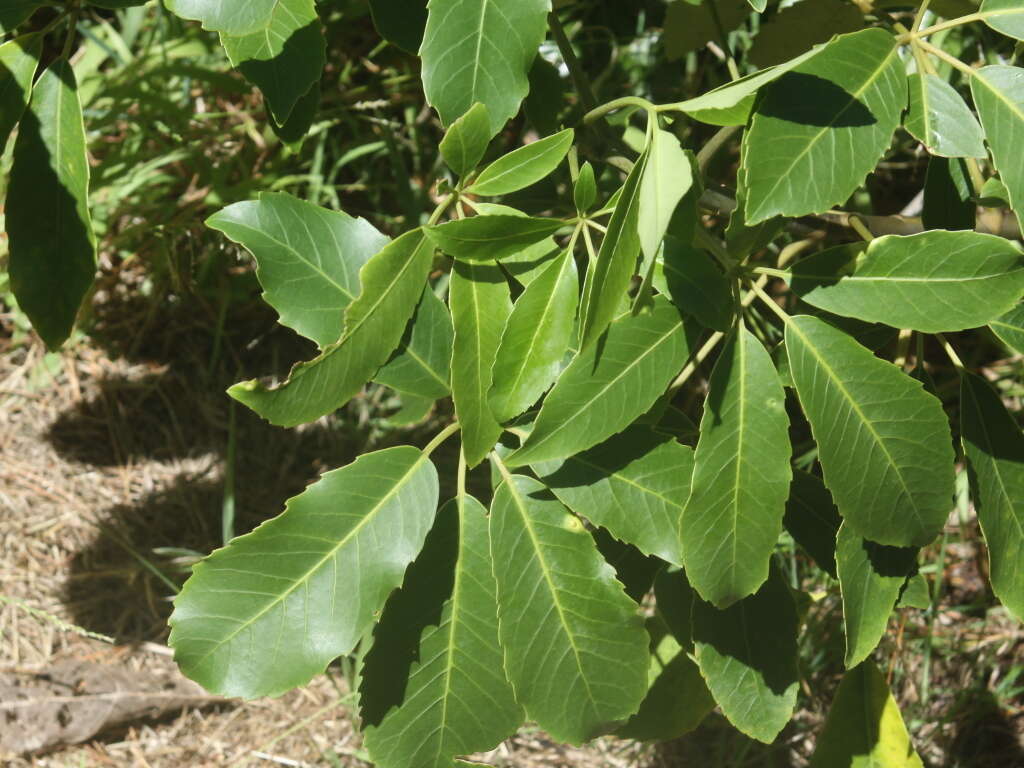 Sivun Neopanax arboreus (L. fil.) Allan kuva