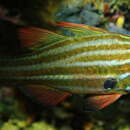 Image of Black-axillary soldier-fish