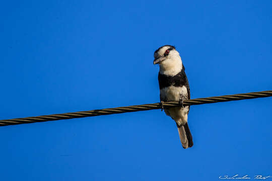 Image of White-necked Puffbird