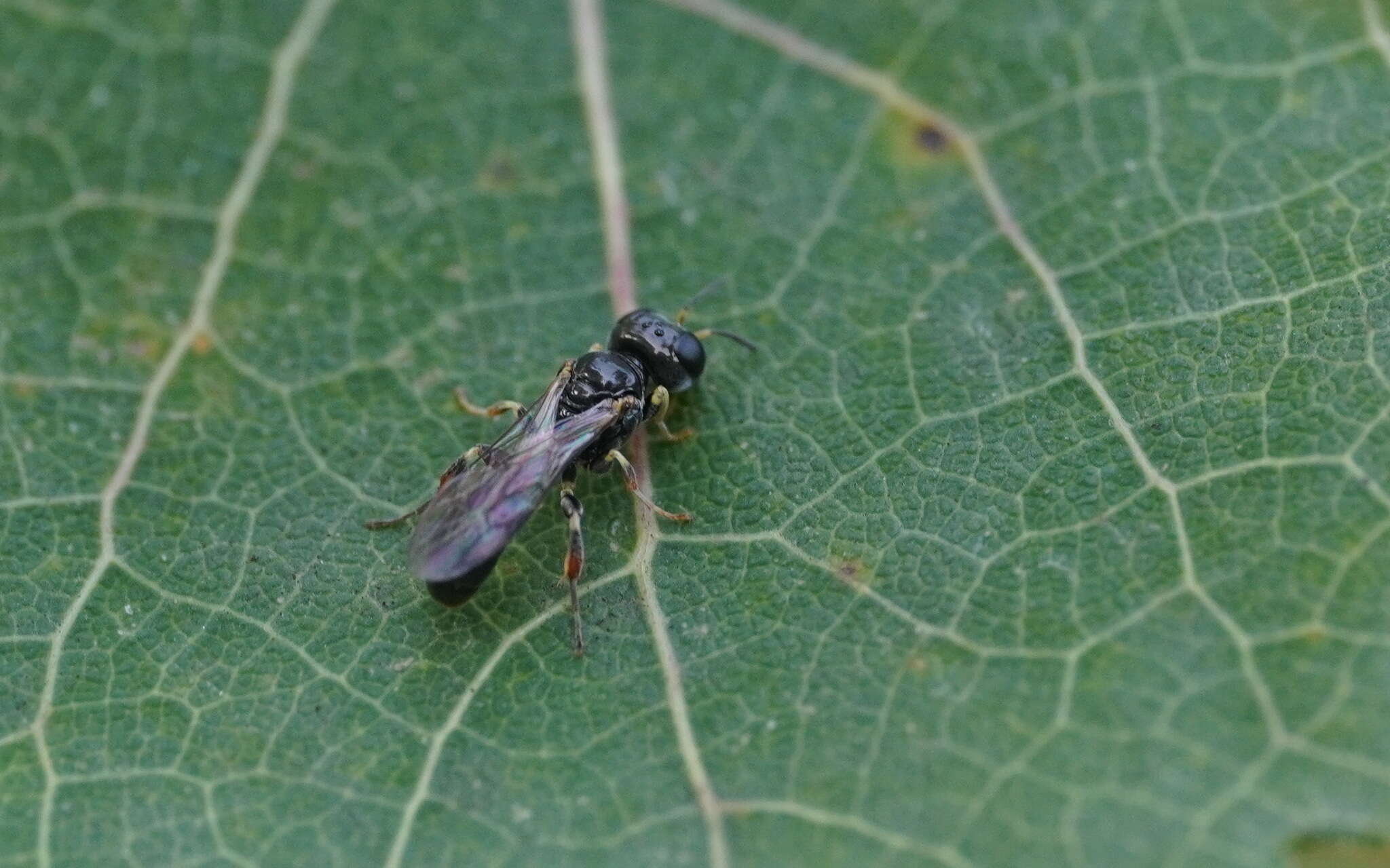 Imagem de Rhopalum coarctatum (Scopoli 1763)