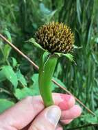 صورة Tithonia rotundifolia (P. Mill.) Blake