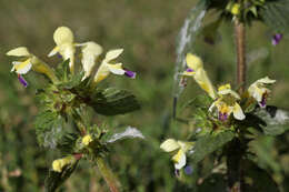 Image of Edmonton hempnettle