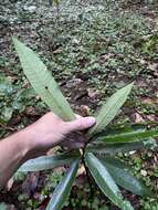 Sivun Pouteria dictyoneura subsp. fuertesii (Urb.) Cronquist kuva