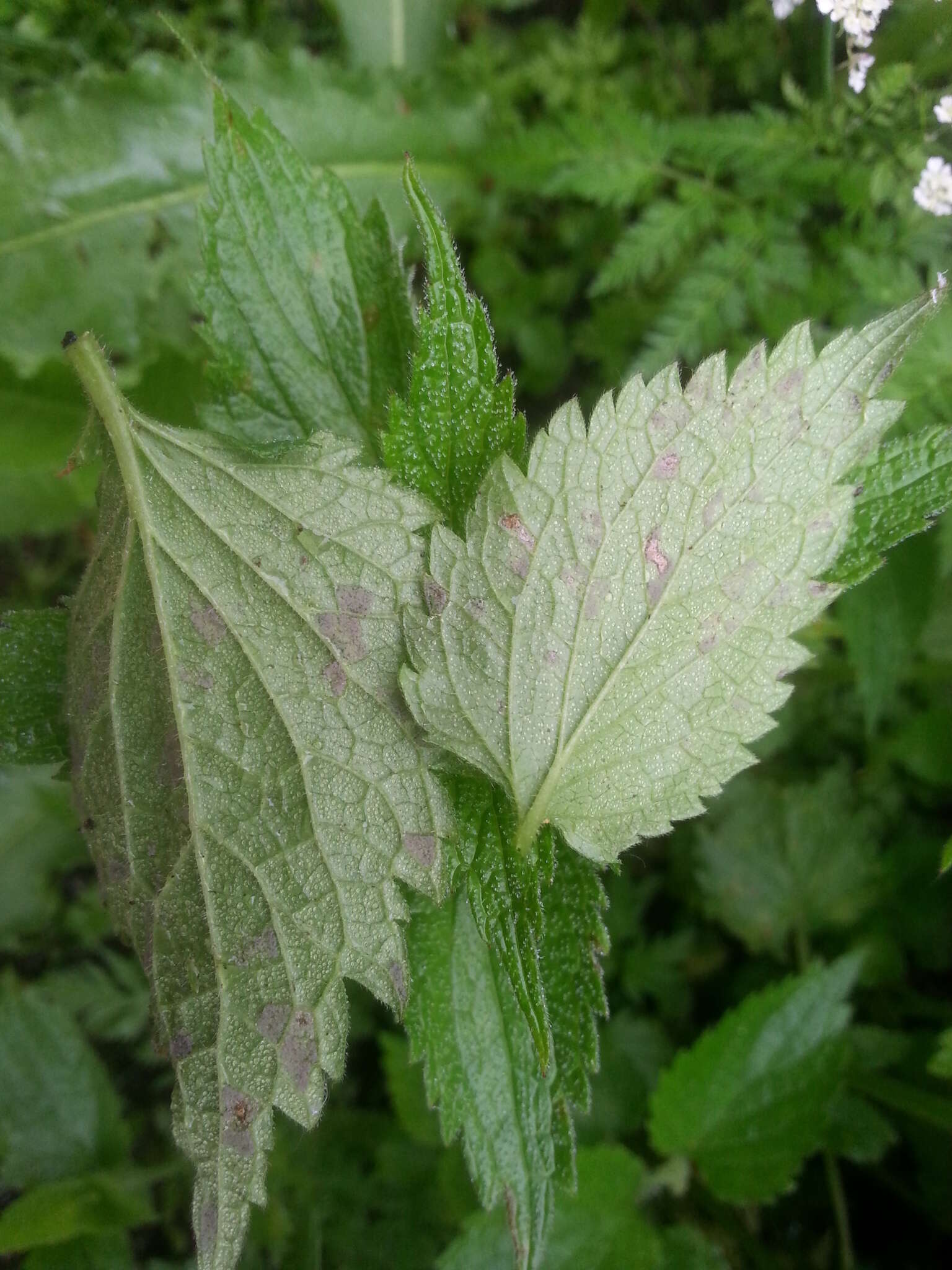 Image of Peronospora lamii