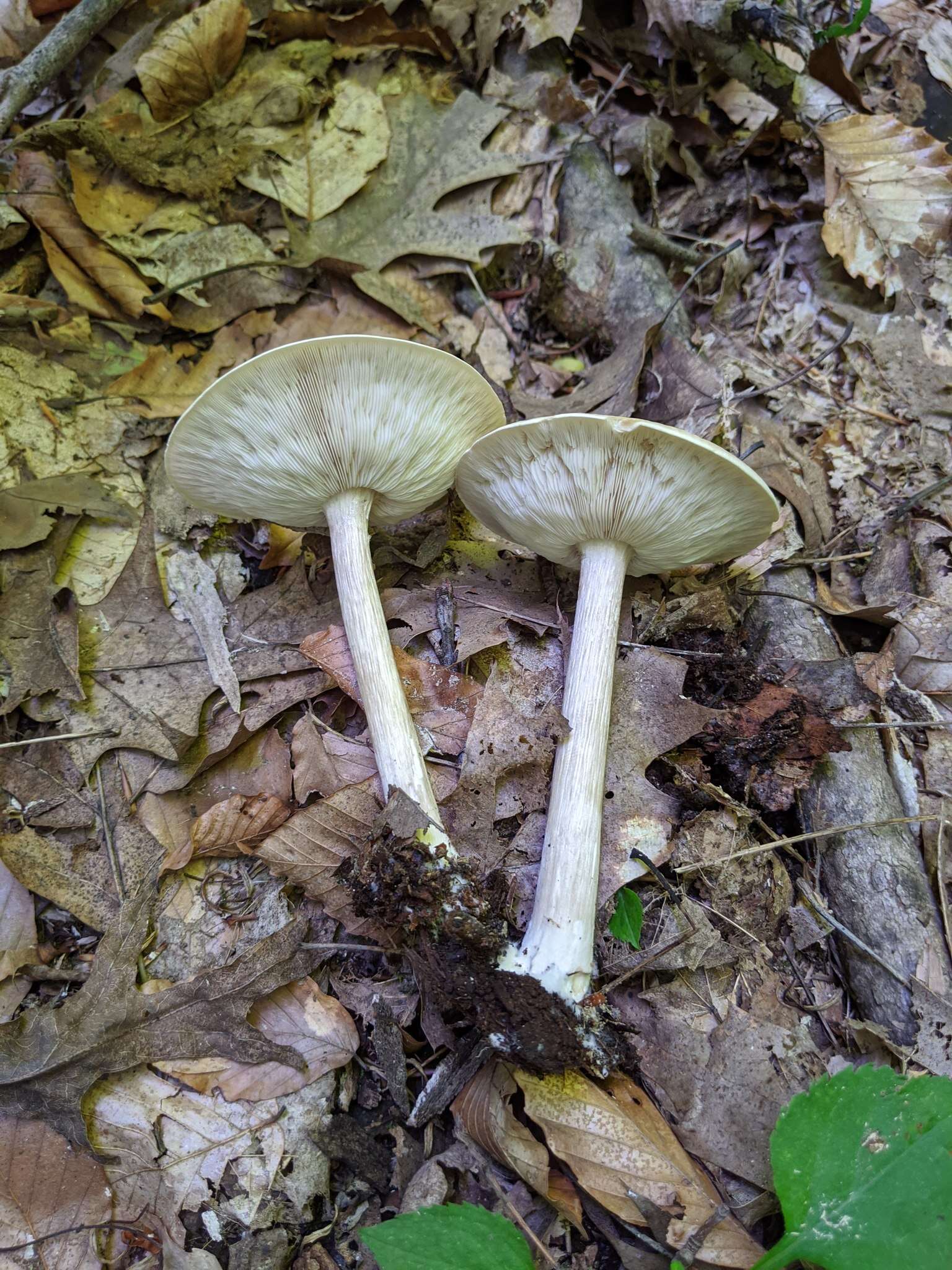 Image de Collybia alboflavida (Peck) Kauffman 1923