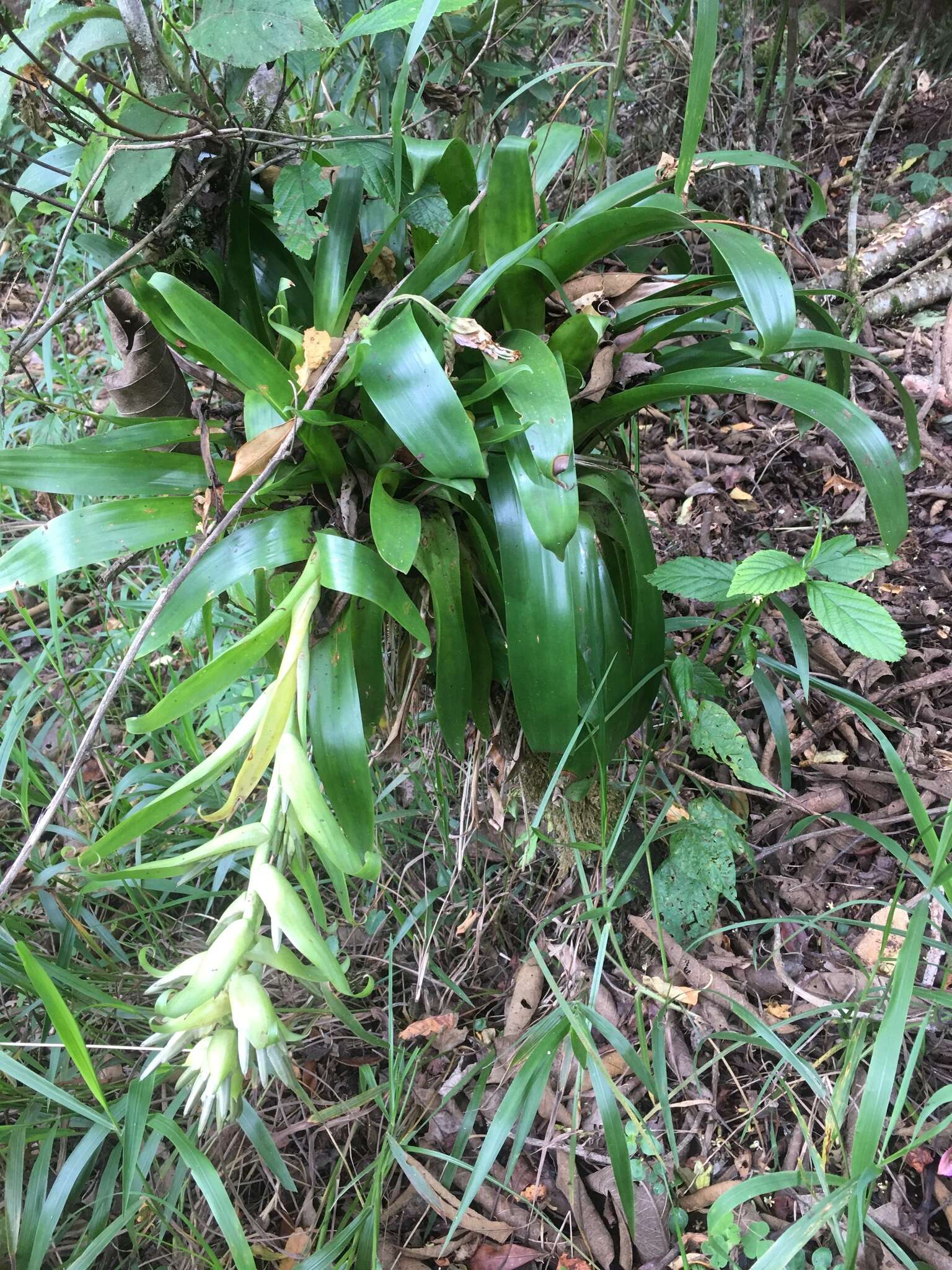 Tillandsia biflora Ruiz & Pav. resmi