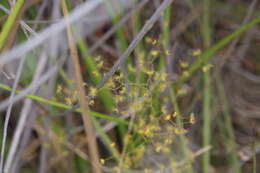 Image de Drosera geniculata