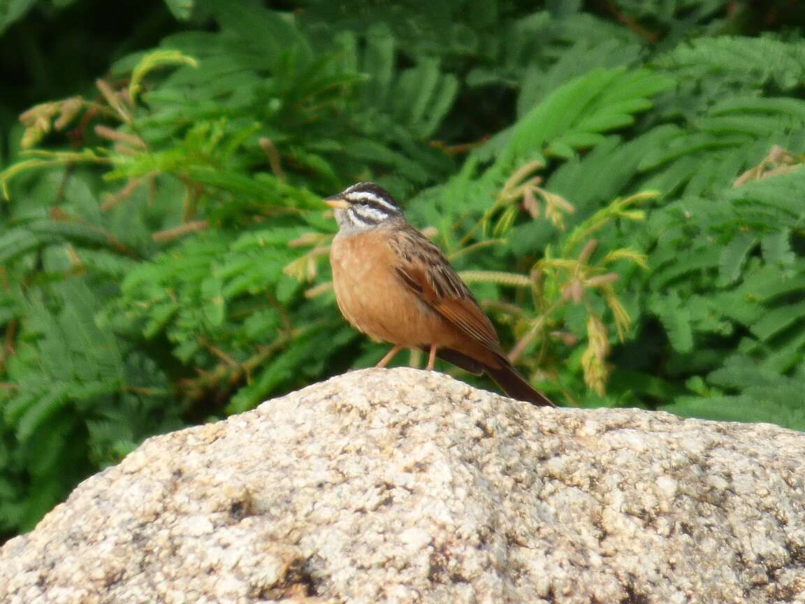 صورة Emberiza goslingi (Alexander 1906)