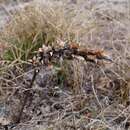 Image of Pedicularis sibthorpii Boiss.