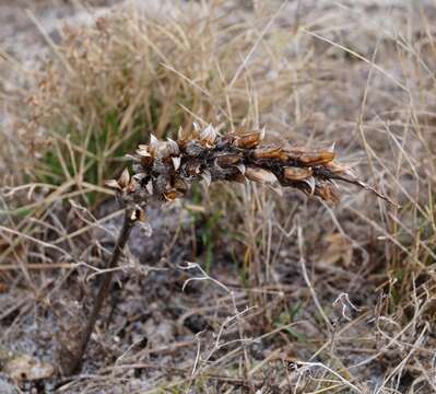 Image of Pedicularis sibthorpii Boiss.