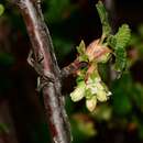Sivun Ribes neglectum Rose kuva